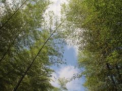 -广州市石门国家森林公园