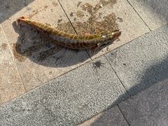 -煲来饱去冷水鱼