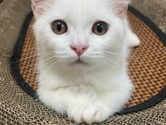 -瑞鹏宠物医院·骨科·猫科·内科(第一中心)