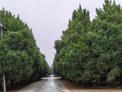 -秦始皇帝陵博物院-丽山园