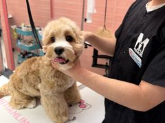 -FAELING PETS美天灵宠物(合生汇店)