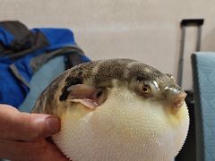 -长顺河豚馆(江洲东路)