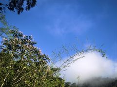 -野象谷景区