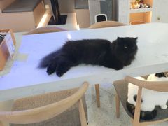 -喵园·猫主题咖啡厅·撸猫·猫咖(国贸店)