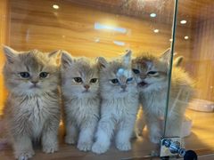 -猫十亿·布偶金渐层·曼基康矮脚猫舍(青年路店)