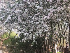 -桃花堤公园