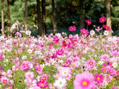 -上海滨江森林公园