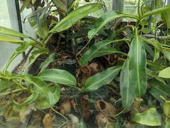 -国家植物园南园