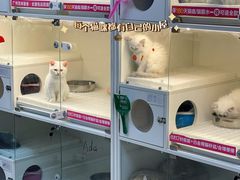 -lincat·猫舍(广州店)