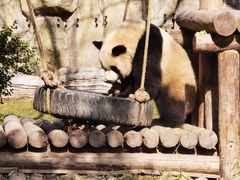 -上海野生动物园