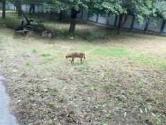 -西安秦岭野生动物园