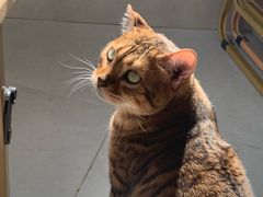-Heymao猫咖.咖啡厅(东门店)
