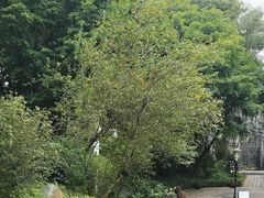 -深圳国际园林花卉博览园