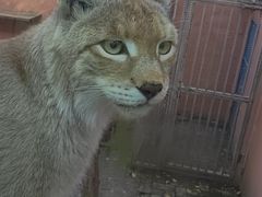 -青藏高原野生动物园