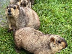 -硗碛藏寨·神木垒景区