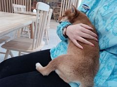 -柴犬小屋·柴餐厅·狗咖食堂(金鼎广场店)