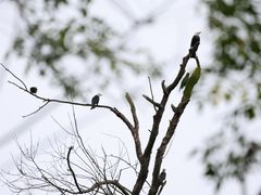 -南宁良凤江国家森林公园