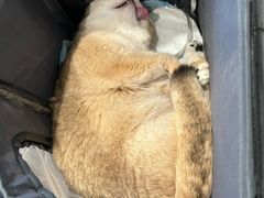 -爱侣·安琦尔宠物医院·中兽医针灸·心内科·狂犬免疫点(宝山区院)
