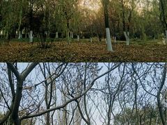 -长白岛森林公园