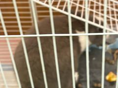 -大象厨房(重庆道店)