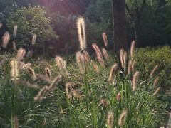 -西湖风景区-江洋畈生态公园