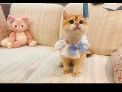 -lincat·猫舍(广州店)