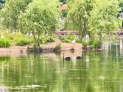 -固安志愿公园