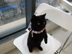 -怪兽屋·羊驼·猫咖·狗咖(俊华广场店)