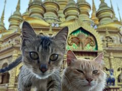 -西双版纳勐泐文化旅游区