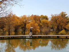 -金塔沙漠胡杨林景区