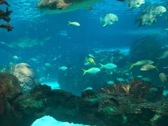 -瑞普利水族馆