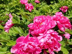 -合肥三国新城遗址公园