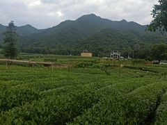 -听风阁农家私房菜茶楼(龙坞店)