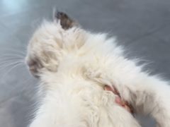 -伟伟宠物医院·CT影像中心·瑞派犬猫综合性门诊(汉口总院)