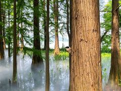 -东湖落雁景区