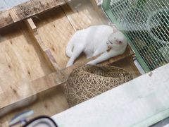 -有猫主题·治愈系猫咖(曾厝垵店)