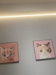 -洗脸猫·洗脸吧