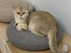 -有喵·猫咖·狗咖·30几只猫10只小狗(岗厦店)