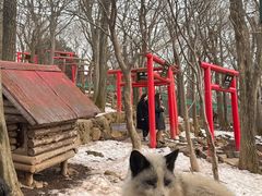 -宫城藏王狐狸村