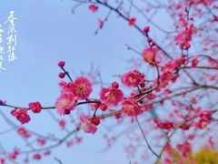 -梅花山(明孝陵内)