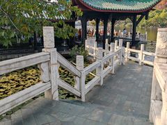 -桂湖森林公园