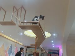 -滚猫咖啡·猫咖·猫友好撸猫(未来城店)