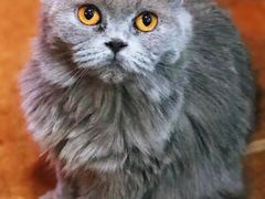 -李小姐の猫咖啡馆(五角场店)