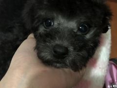 -翊宠yipet猫狗购宠庄园犬舍•猫舍