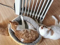 -佑安动物医院·全科·内窥镜中心(幸福巷店)