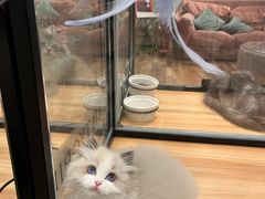 -袖虎·猫馆(体育西路店)