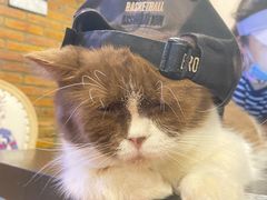 -猫小院猫主题咖啡厅(北锣店)