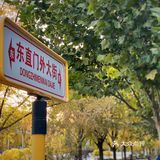 三里屯东五街的银杏大道，我没进去