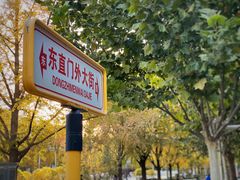 -三里屯东五街银杏大道