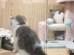 -屋虎猫馆(宝安大仟里店)